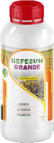HEFESUM GRANDE